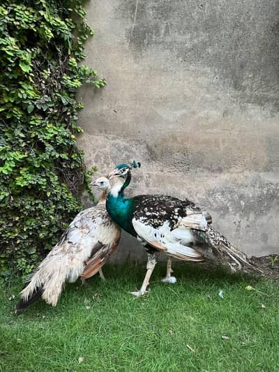 Healthy peacock for sale. Fully grown, Excellent Condition.