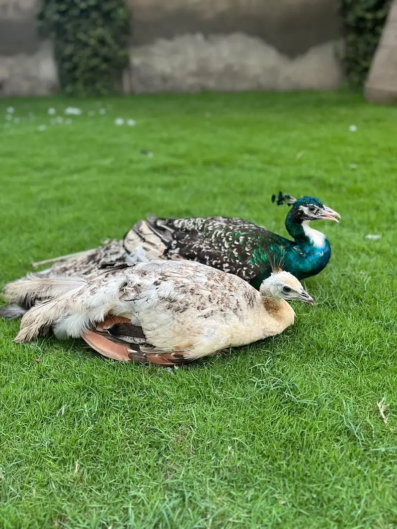 Healthy black shoulder peacock for sale. Excellent Condition. — photo 2