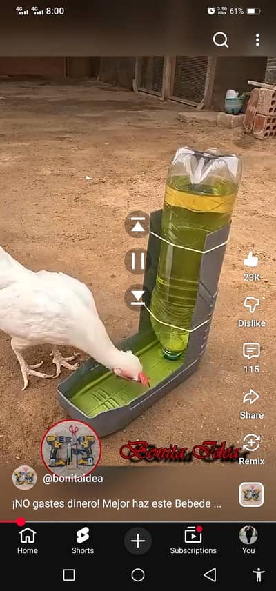 BROILER PATTA  MONTH OLD HEALTHY ACTIVE GHAR KA PALA HUVA HAI