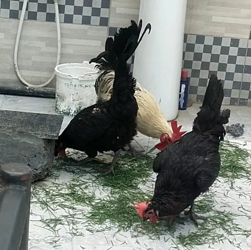 Golden 2 female and one male for sale. — photo 2