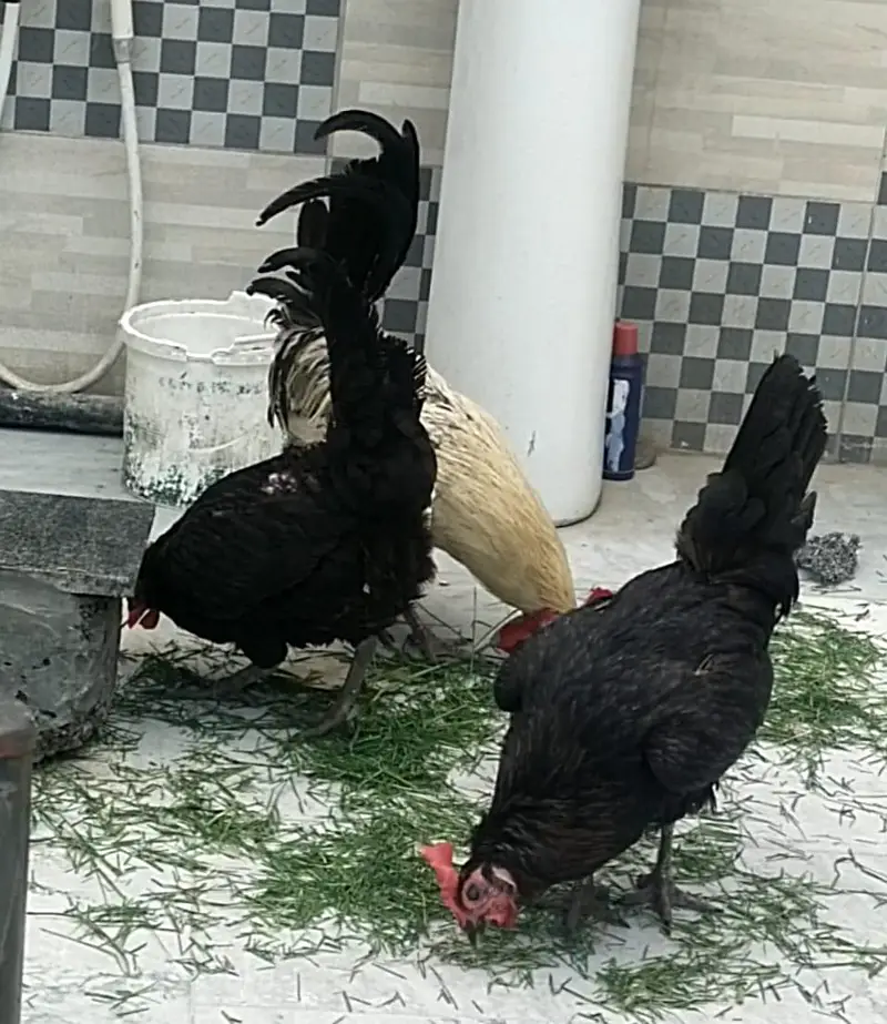 Golden 2 female and one male for sale. — photo 3
