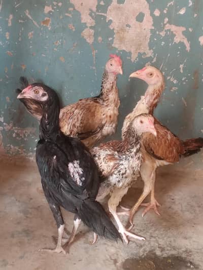 3 phati hai ek full hai