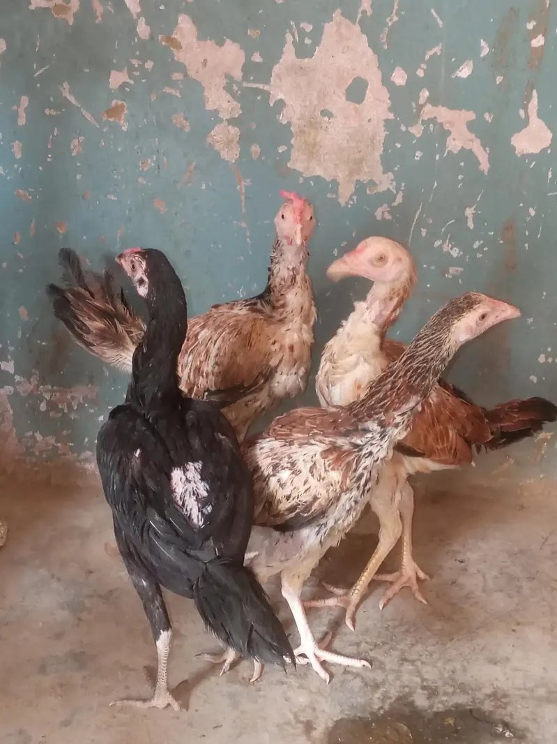 3 phati hai ek full hai — photo 2