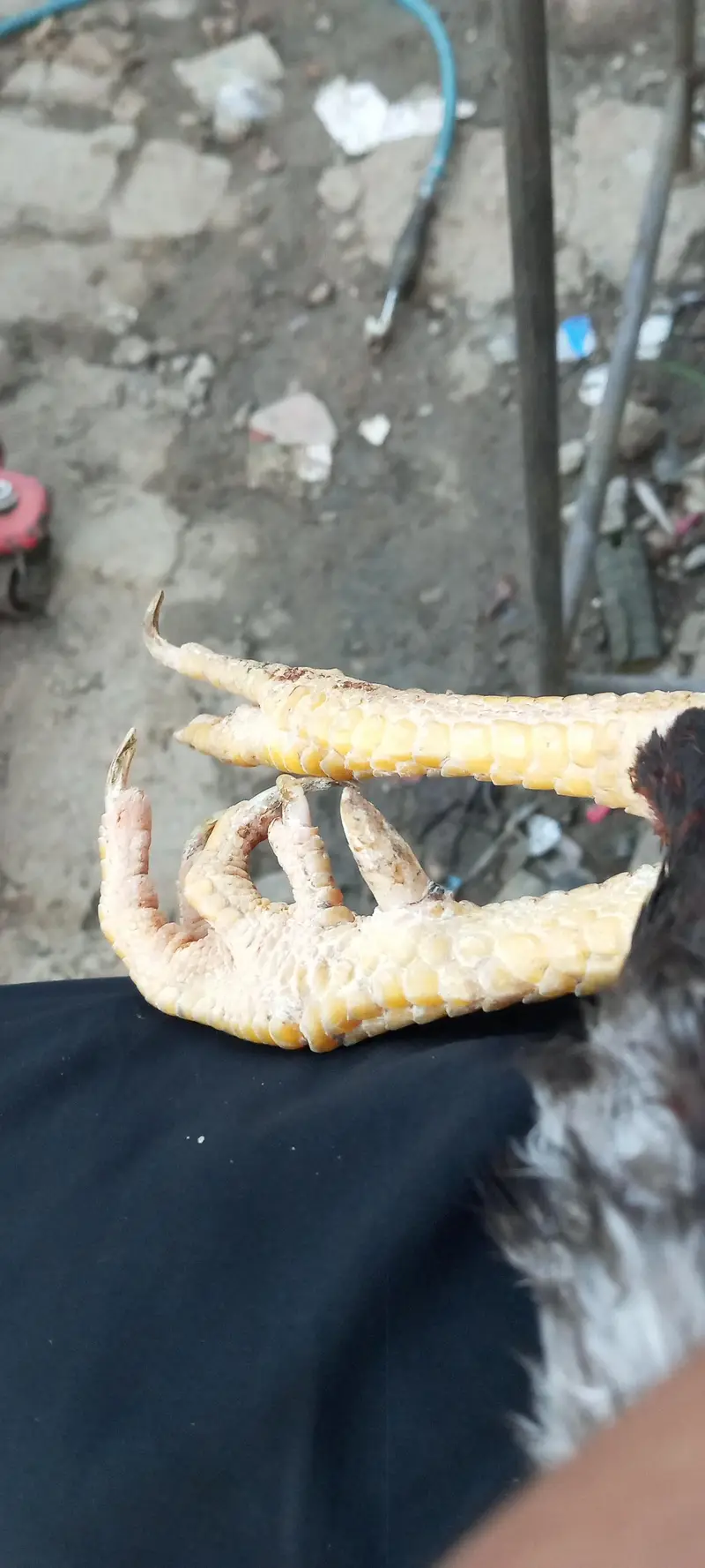 aseel patha for sale hai pure mianwali hai — photo 5