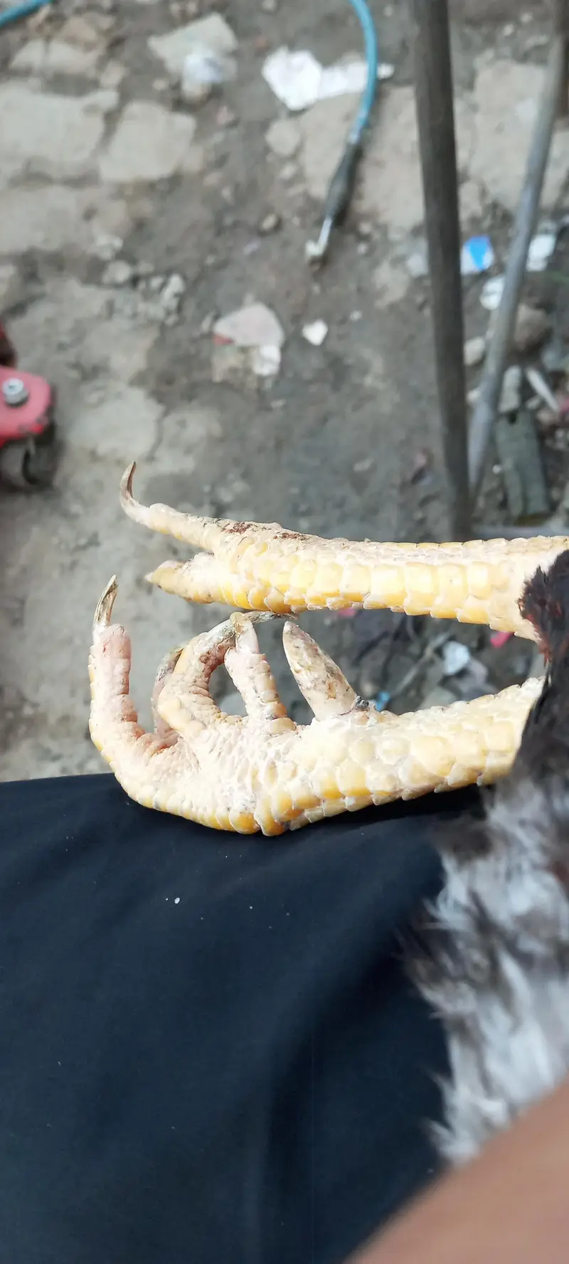 aseel patha for sale hai pure mianwali hai — photo 6