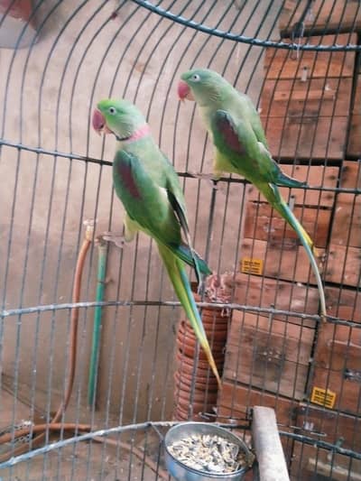 jumbu size raw pair available for rehoming