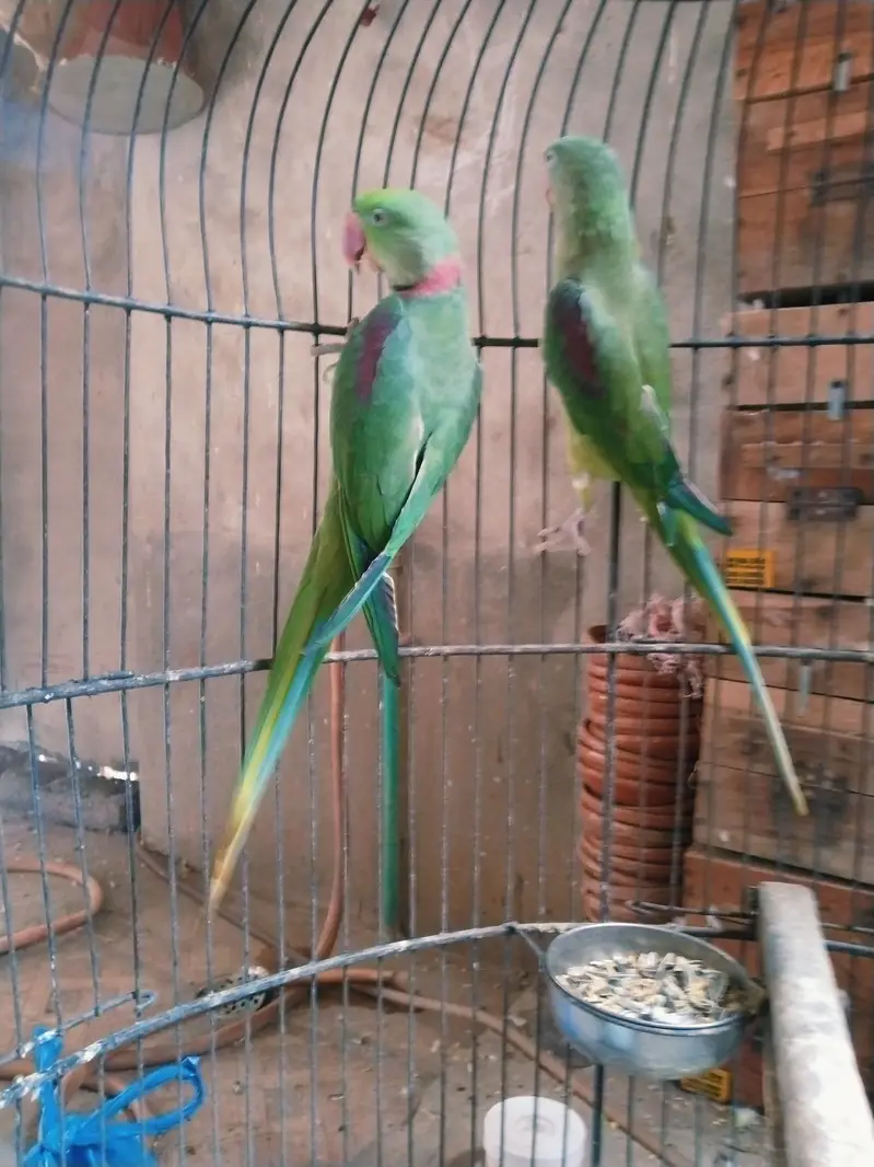 jumbu size raw pair available for rehoming — photo 2
