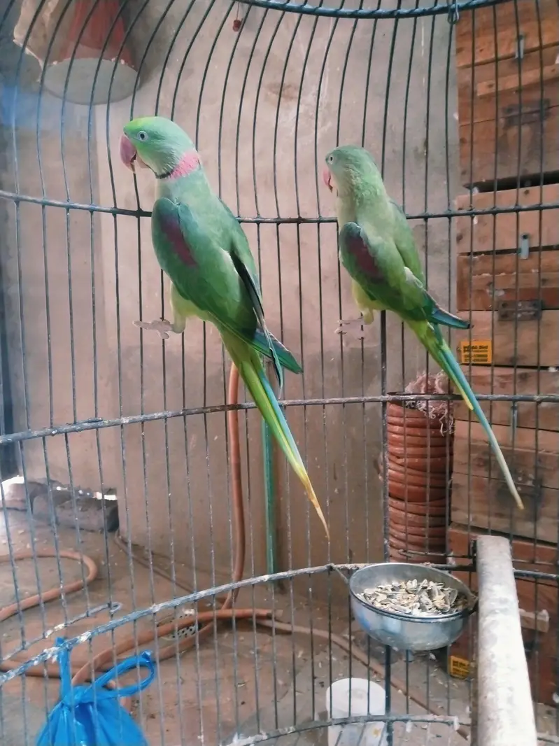 jumbu size raw pair available for rehoming — photo 3