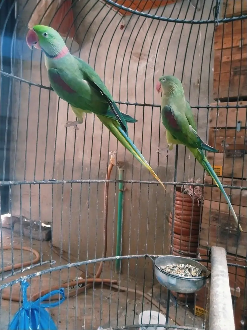 jumbu size raw pair available for rehoming — photo 4