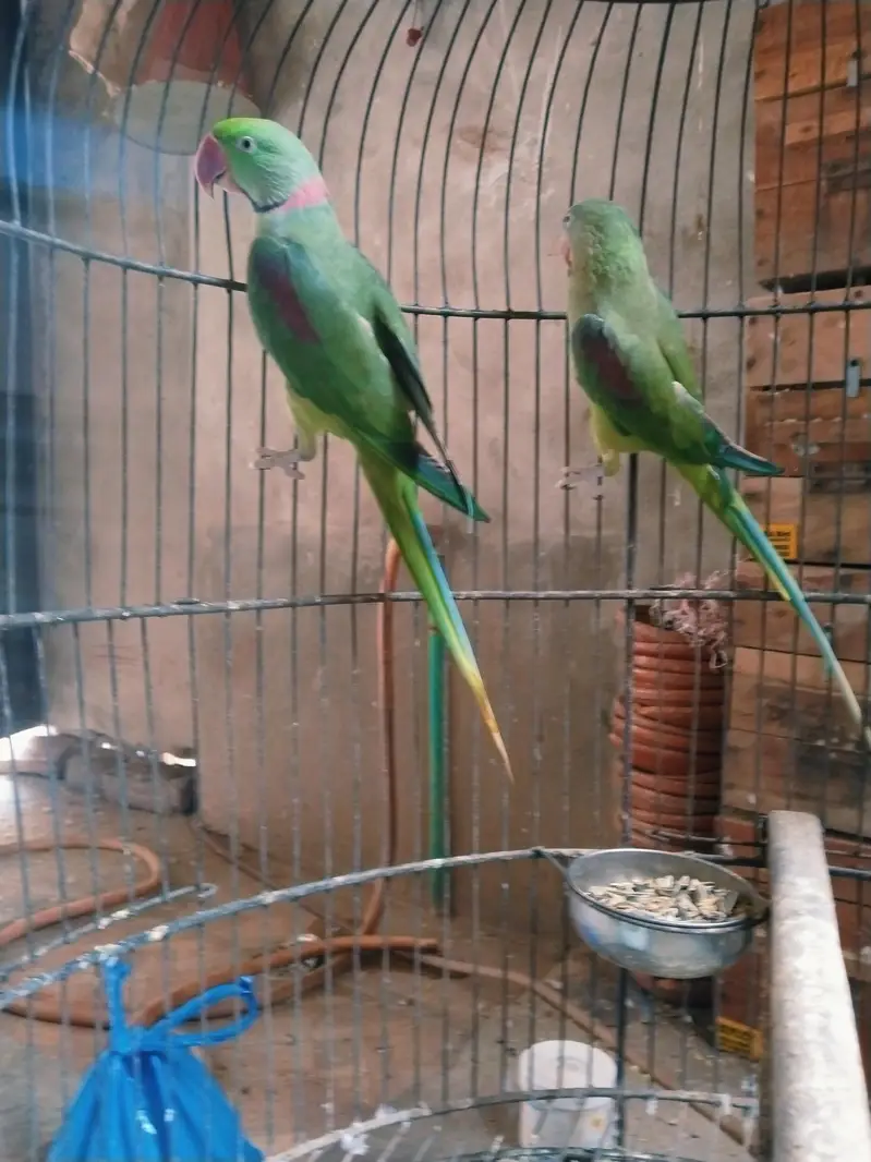 jumbu size raw pair available for rehoming — photo 5