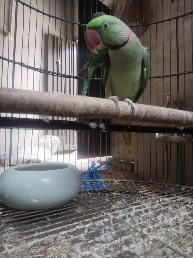 jumbu size raw pair available for rehoming — photo 6