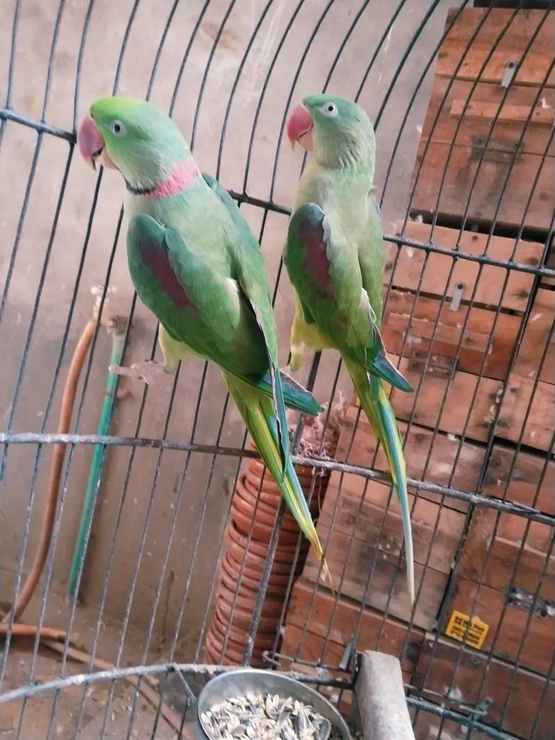 jumbu size raw pair available for rehoming — photo 7