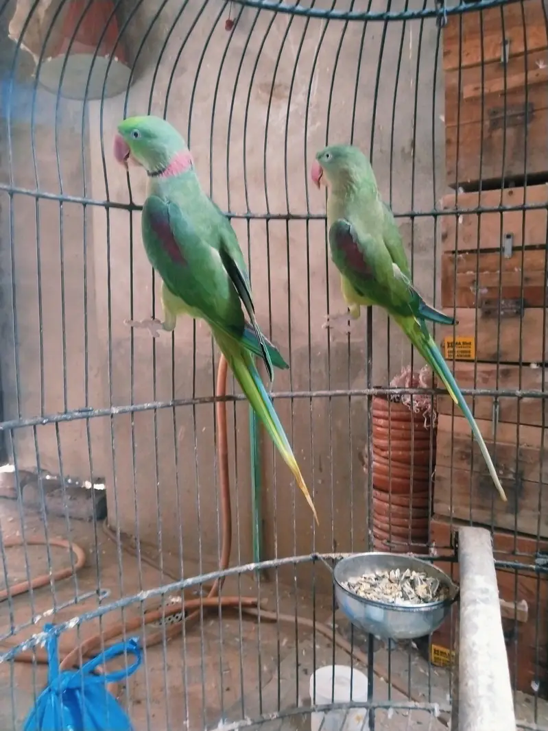 jumbu size raw pair available for rehoming — photo 8