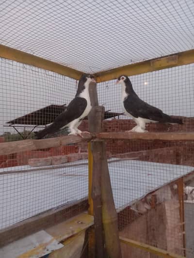 sherazi pair sherazi baby lacka pair