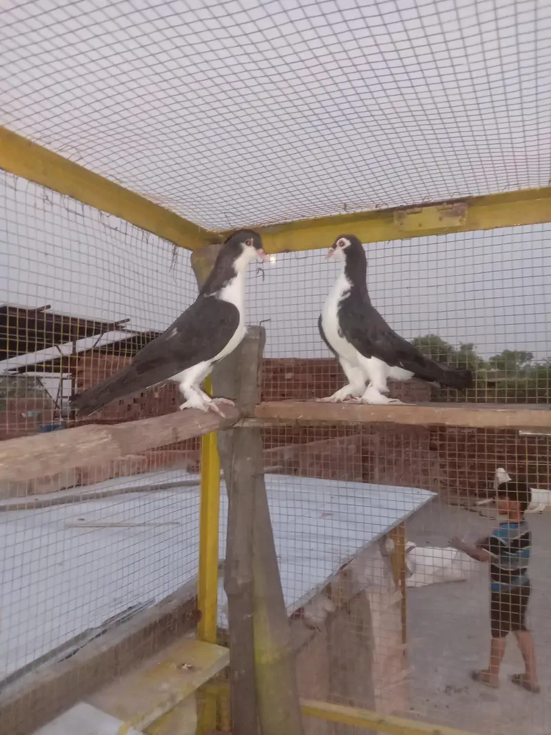 sherazi pair sherazi baby lacka pair — photo 3