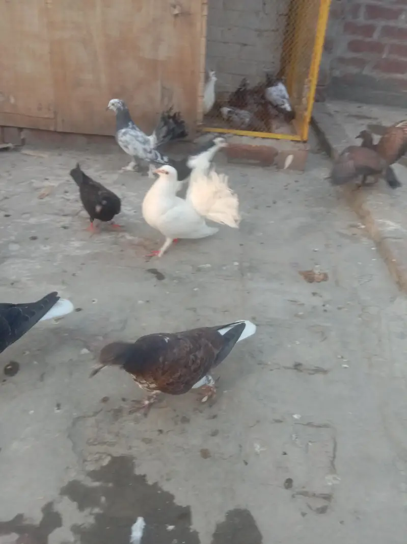 sherazi pair sherazi baby lacka pair — photo 4