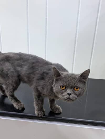 British shorthair smoky