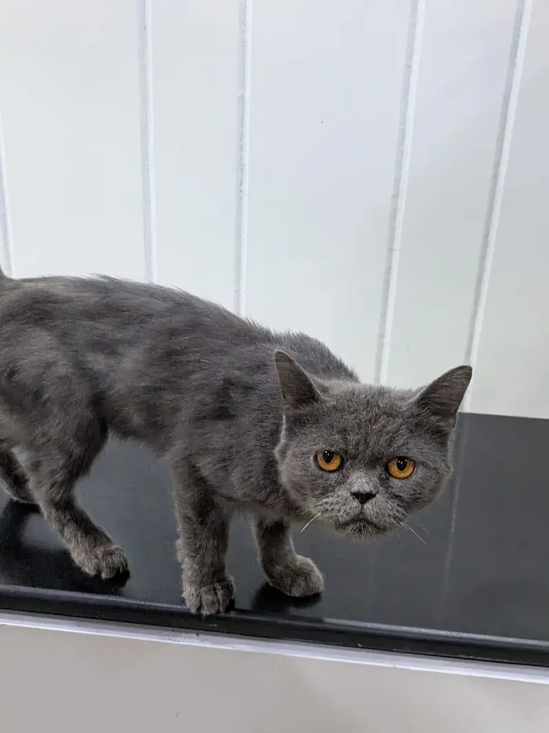 British shorthair smoky