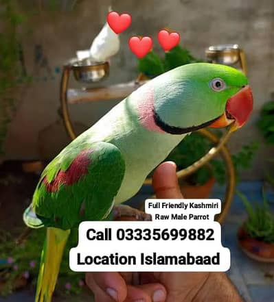 Hand Tamed Full Friendly 3 Year's Kashmiri Raw Male Parrot