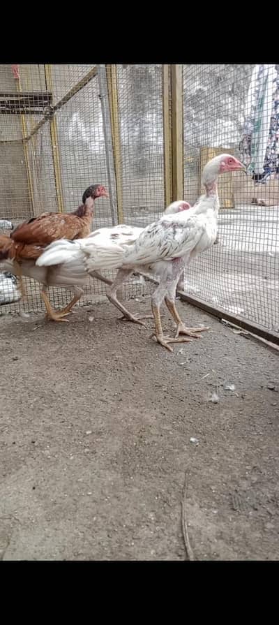 3 japani burmi white chicks 2 male one female 1 red Turkish