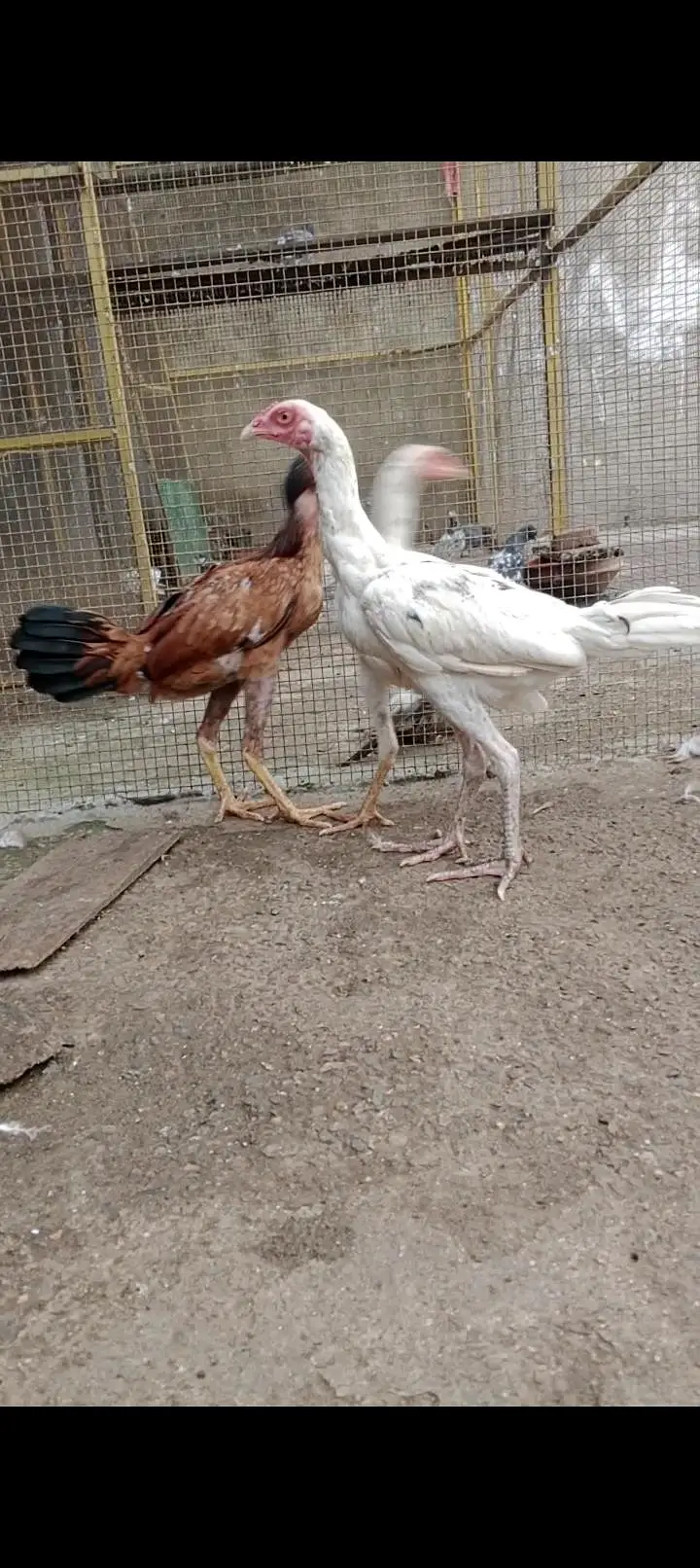 3 japani burmi white chicks 2 male one female 1 red Turkish — photo 2