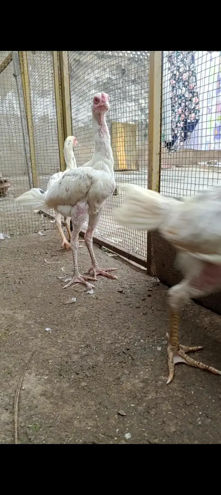 3 japani burmi white chicks 2 male one female 1 red Turkish — photo 3