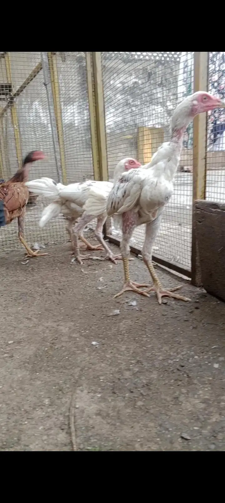 3 japani burmi white chicks 2 male one female 1 red Turkish — photo 4