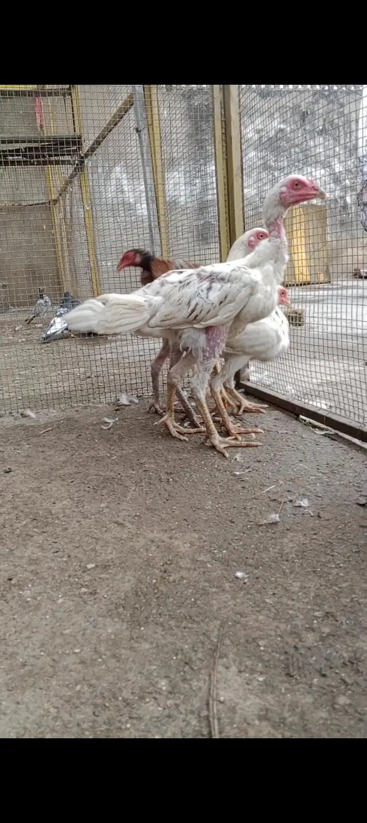 3 japani burmi white chicks 2 male one female 1 red Turkish — photo 5