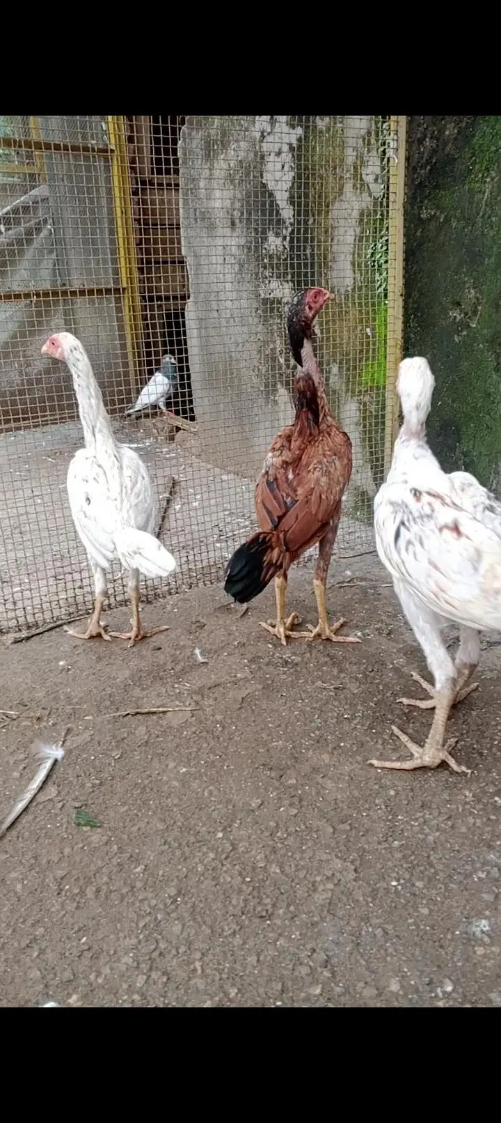 3 japani burmi white chicks 2 male one female 1 red Turkish — photo 6