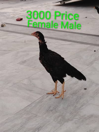 Aseel Pathay And Aseel Male Or Female And Daci Murgi