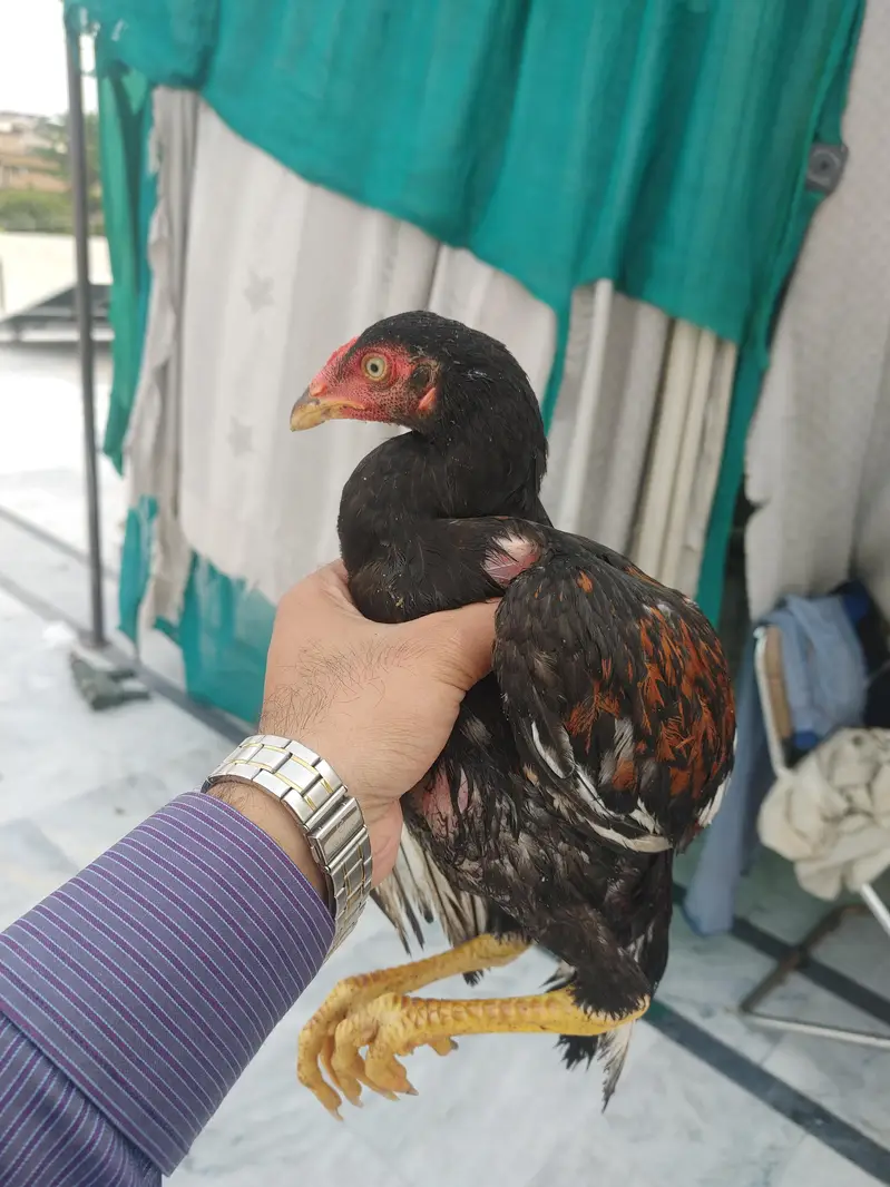Aseel Pathay And Aseel Male Or Female And Daci Murgi — photo 6