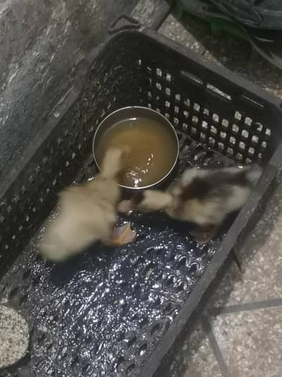 Duck pair