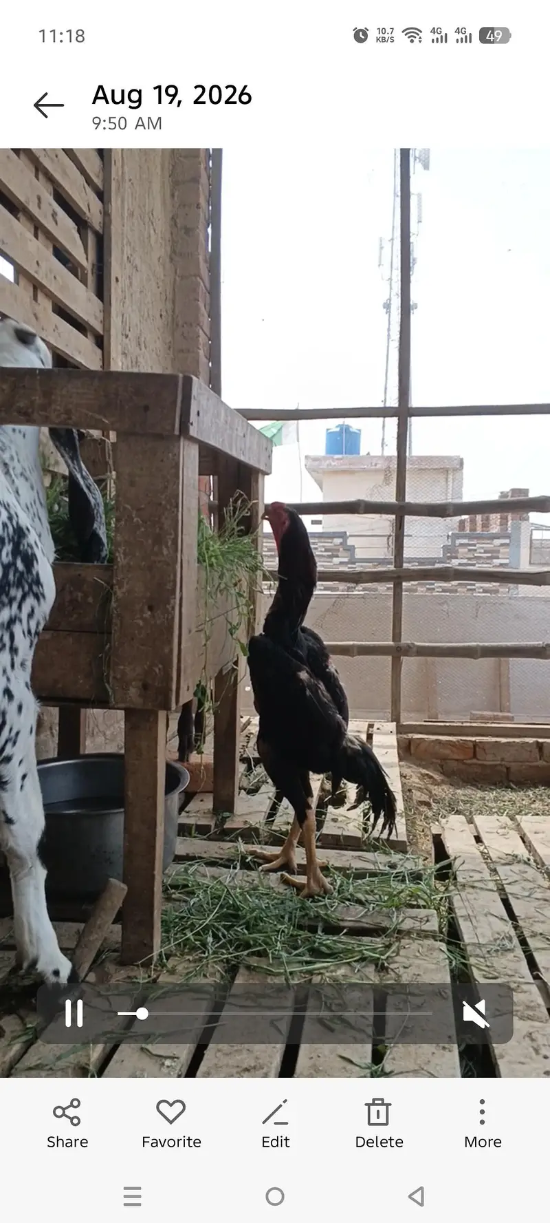 shamo male — photo 2