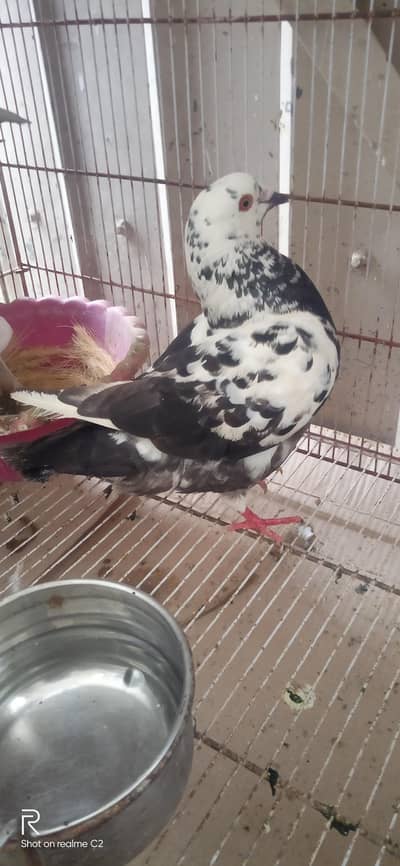 king female for sale 03127093372
