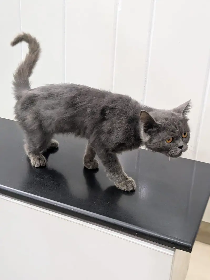 British shorthair smoky — photo 2