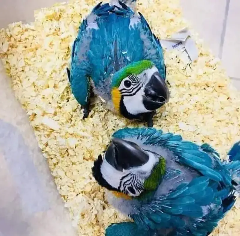 blue macaw parrot chicks for sale (03160327274 — photo 2