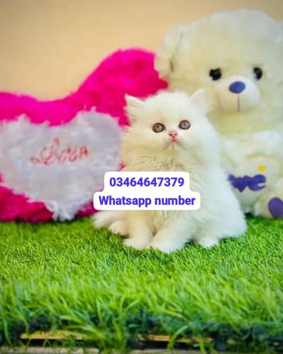 Persian female kitten for sale contact Whatsapp