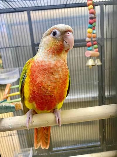 healthy pineapple canour parrot only 1 pic left