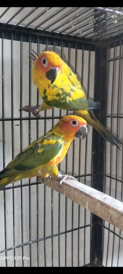 suncnore pair with D. N. A