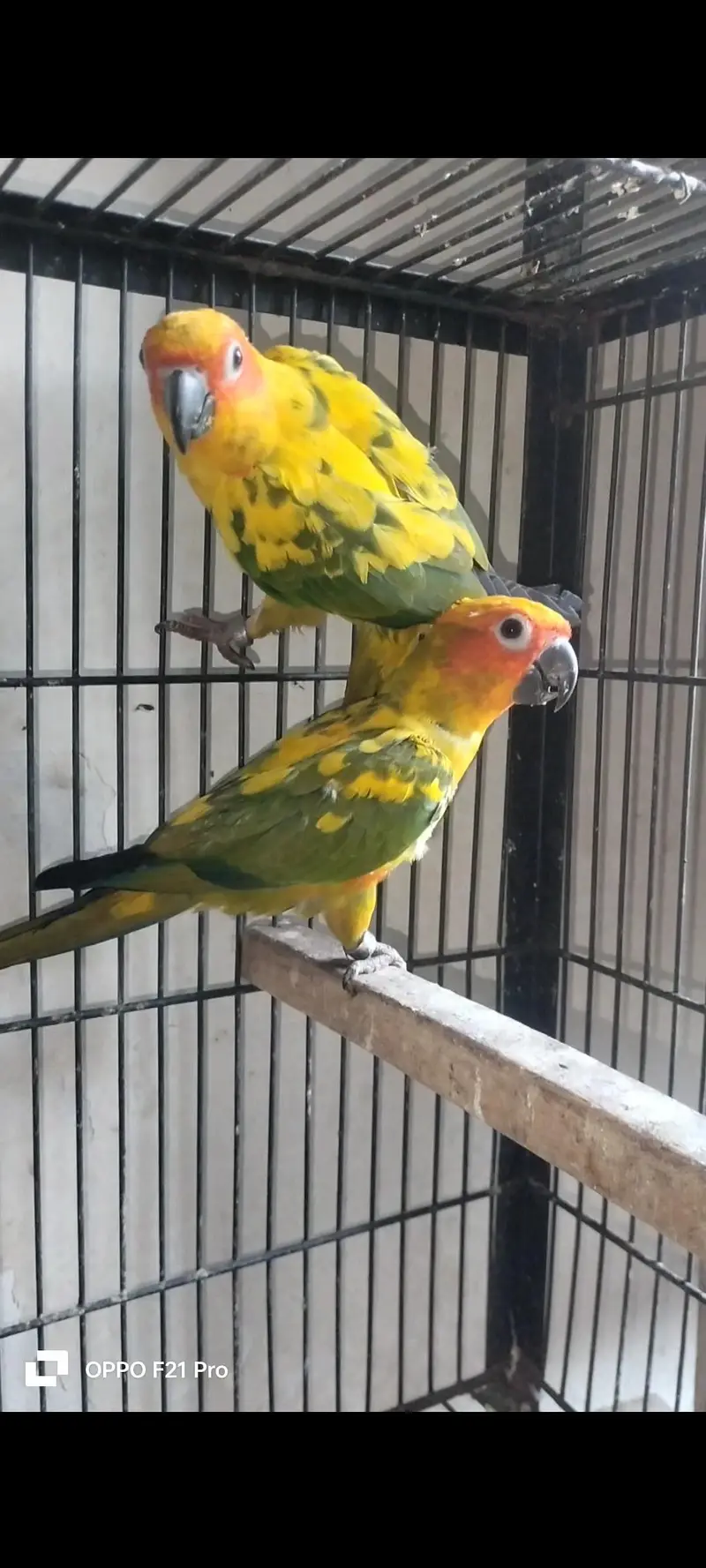 suncnore pair with D. N. A — photo 2