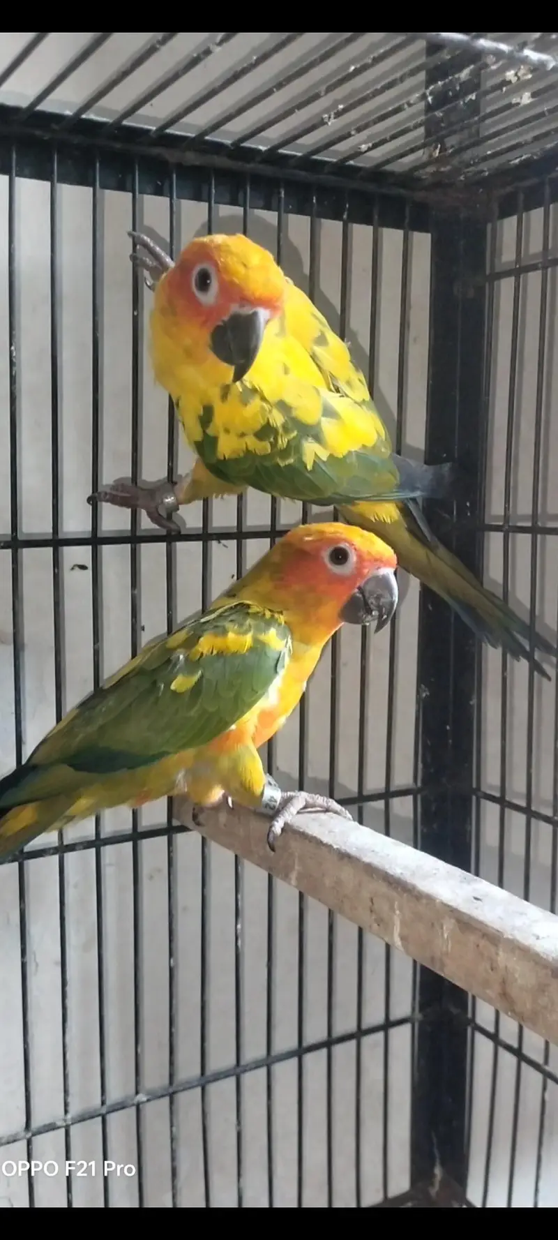 suncnore pair with D. N. A — photo 3