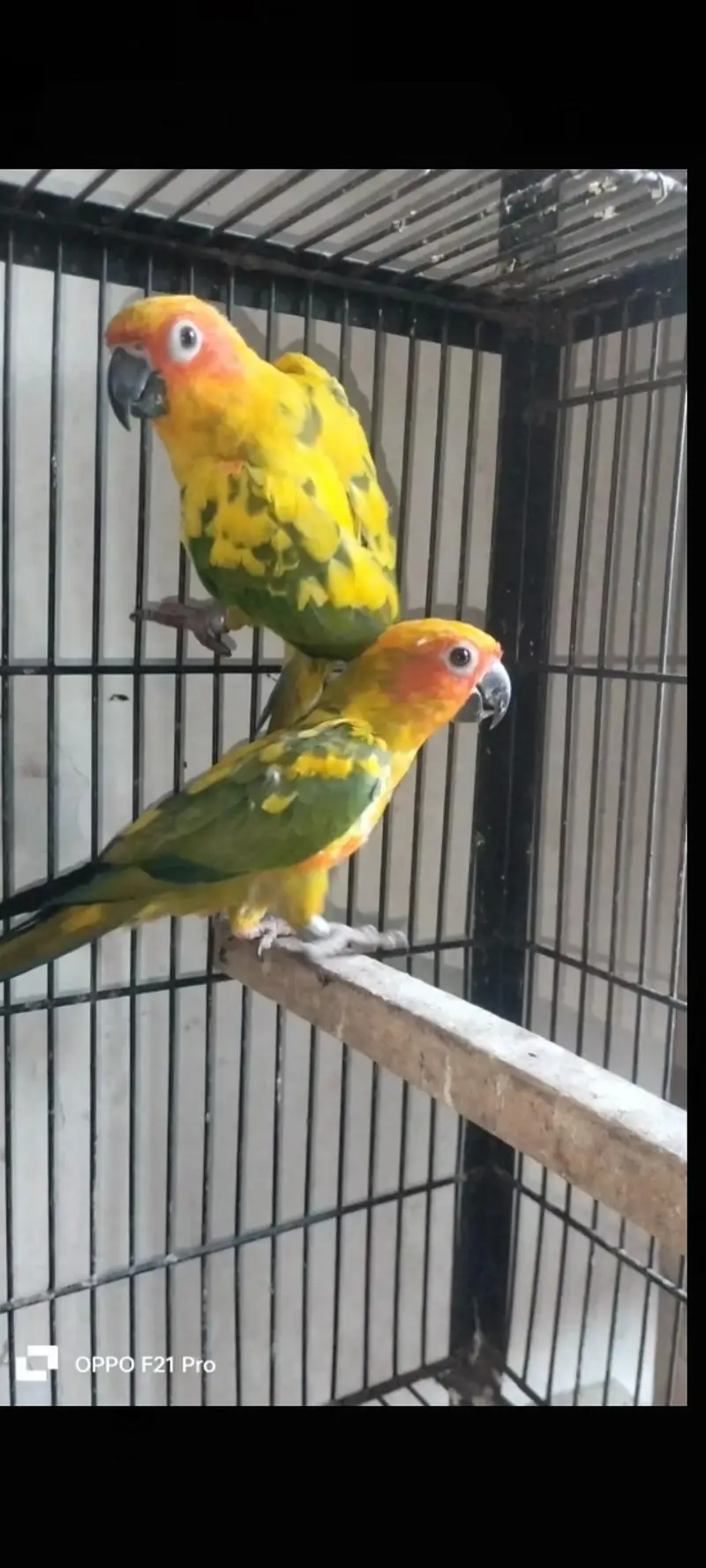 suncnore pair with D. N. A — photo 4
