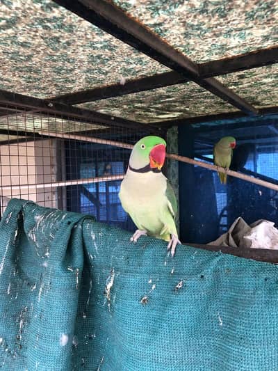 Raw parrot