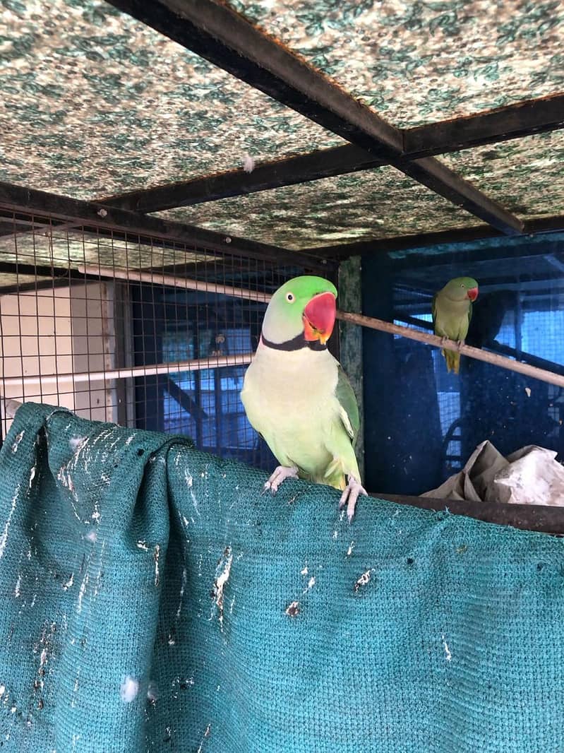 Raw parrot 0