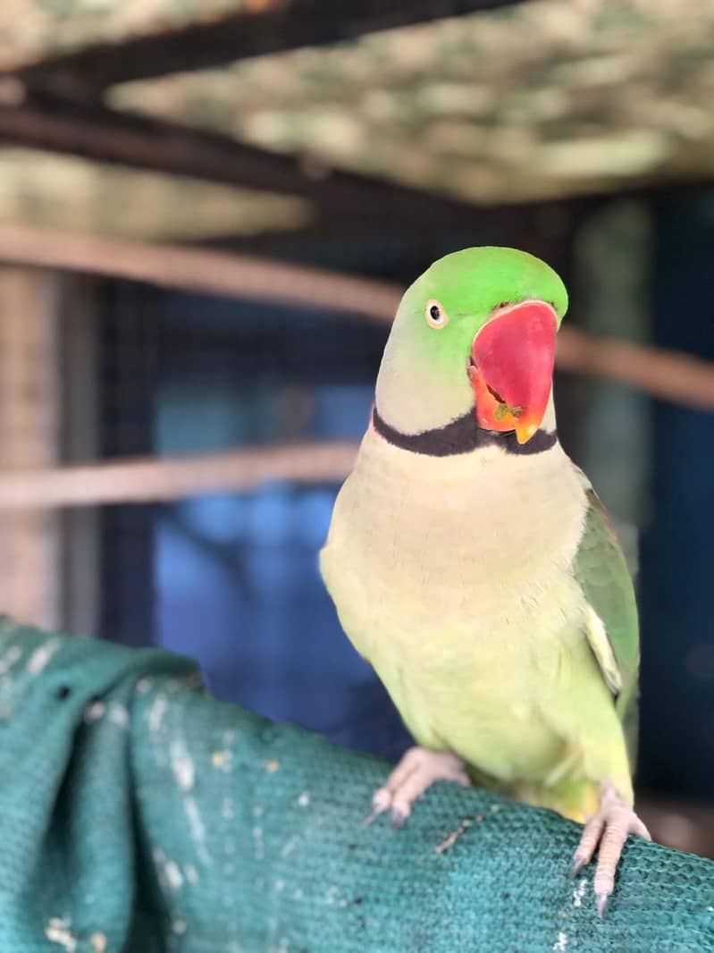 Raw parrot 1