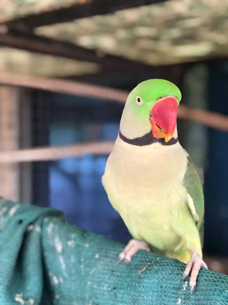 Raw parrot — photo 2