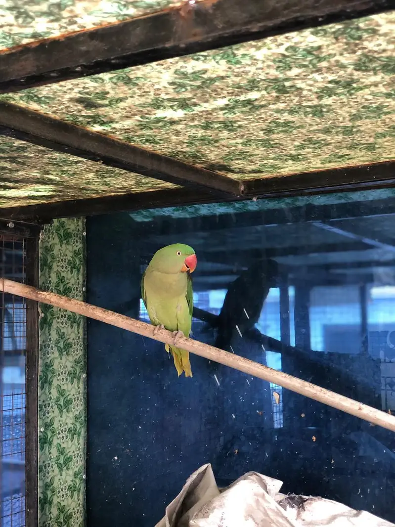 Raw parrot — photo 3