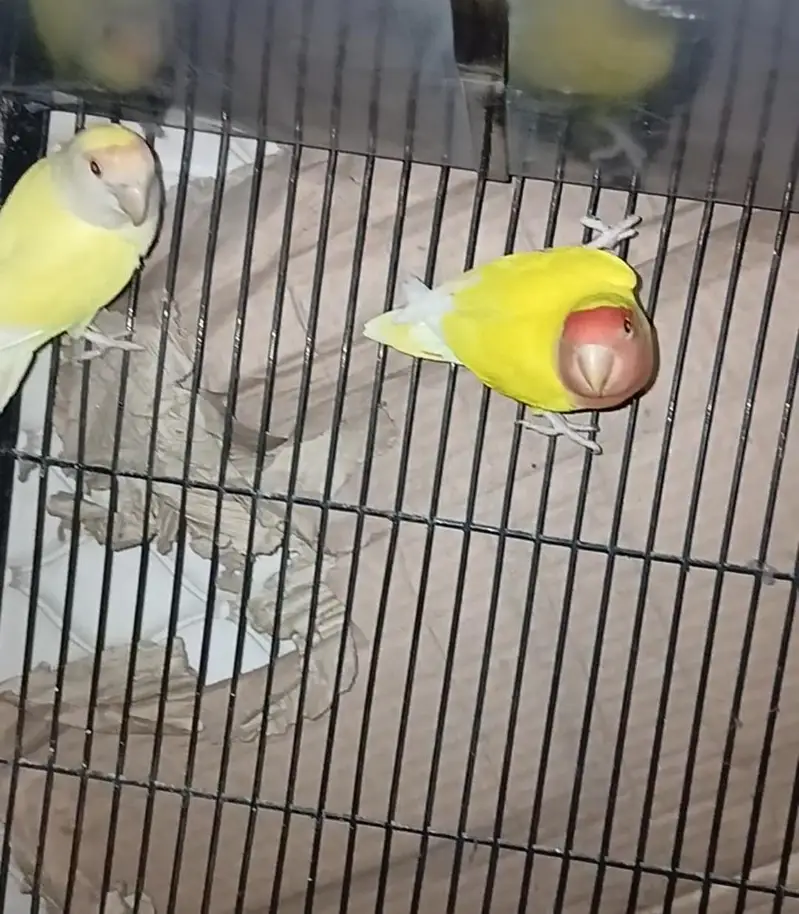 Raw pair for sale female handtamed ha location lahore — photo 4