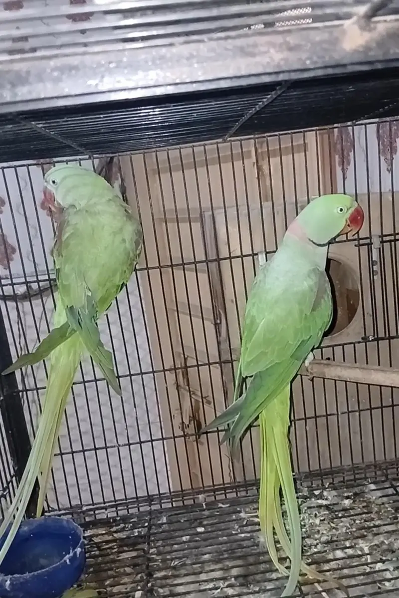 Raw pair for sale female handtamed ha location lahore — photo 2