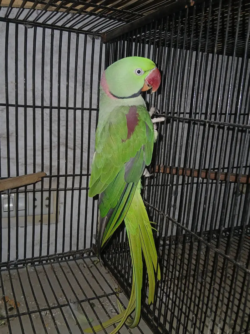 Raw pair for sale female handtamed ha location lahore — photo 3